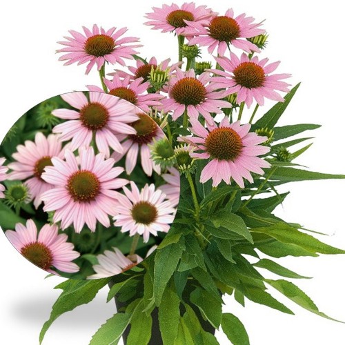 Echinacea 'CONETTO Melon' - Siilkübar 'CONETTO Melon' P9/0,55L